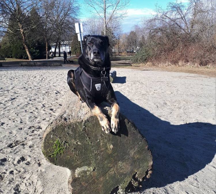 Top 5 Off-Leash Dog Parks in Vancouver – Dog Friendly Vancouver