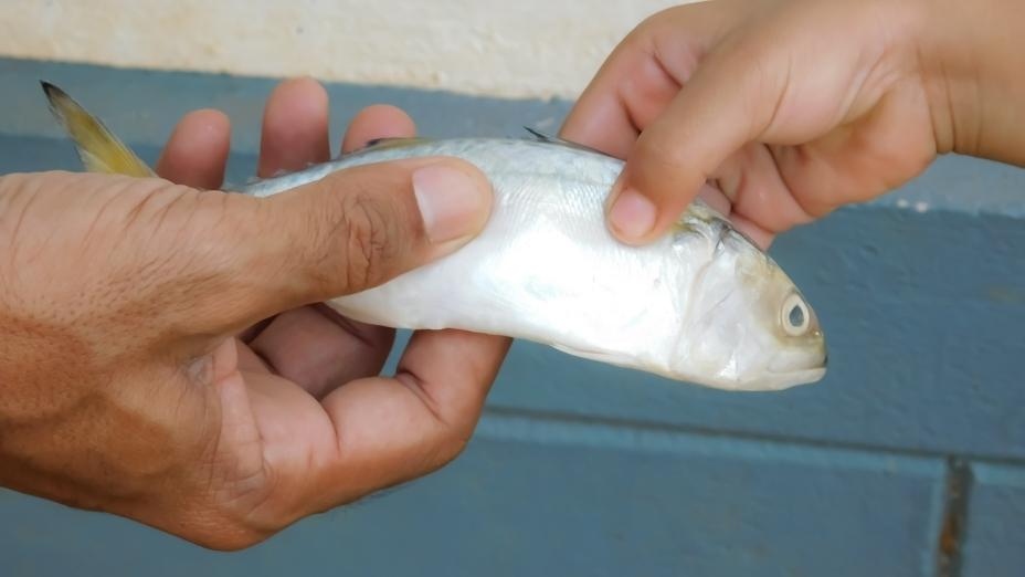 Origin of the Phrase “Give a man a fish, and you feed him for a day. Teach a man to fish, and you feed him for a lifetime.”
